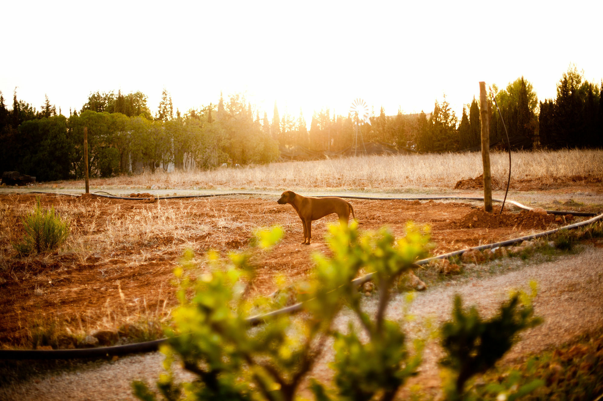Weingut & Landhotel Can Davero Binissalem Buitenkant foto