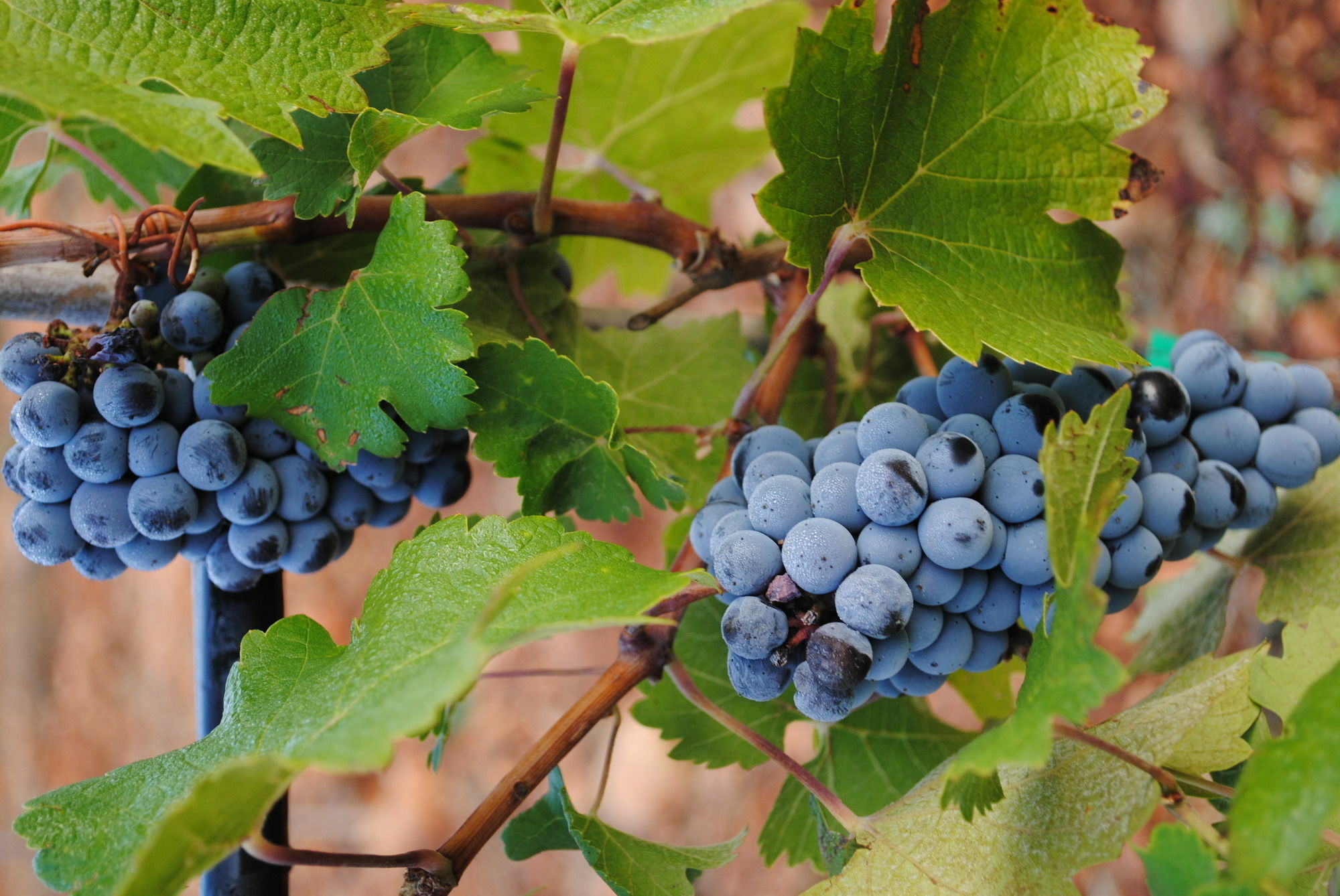 Weingut & Landhotel Can Davero Binissalem Buitenkant foto