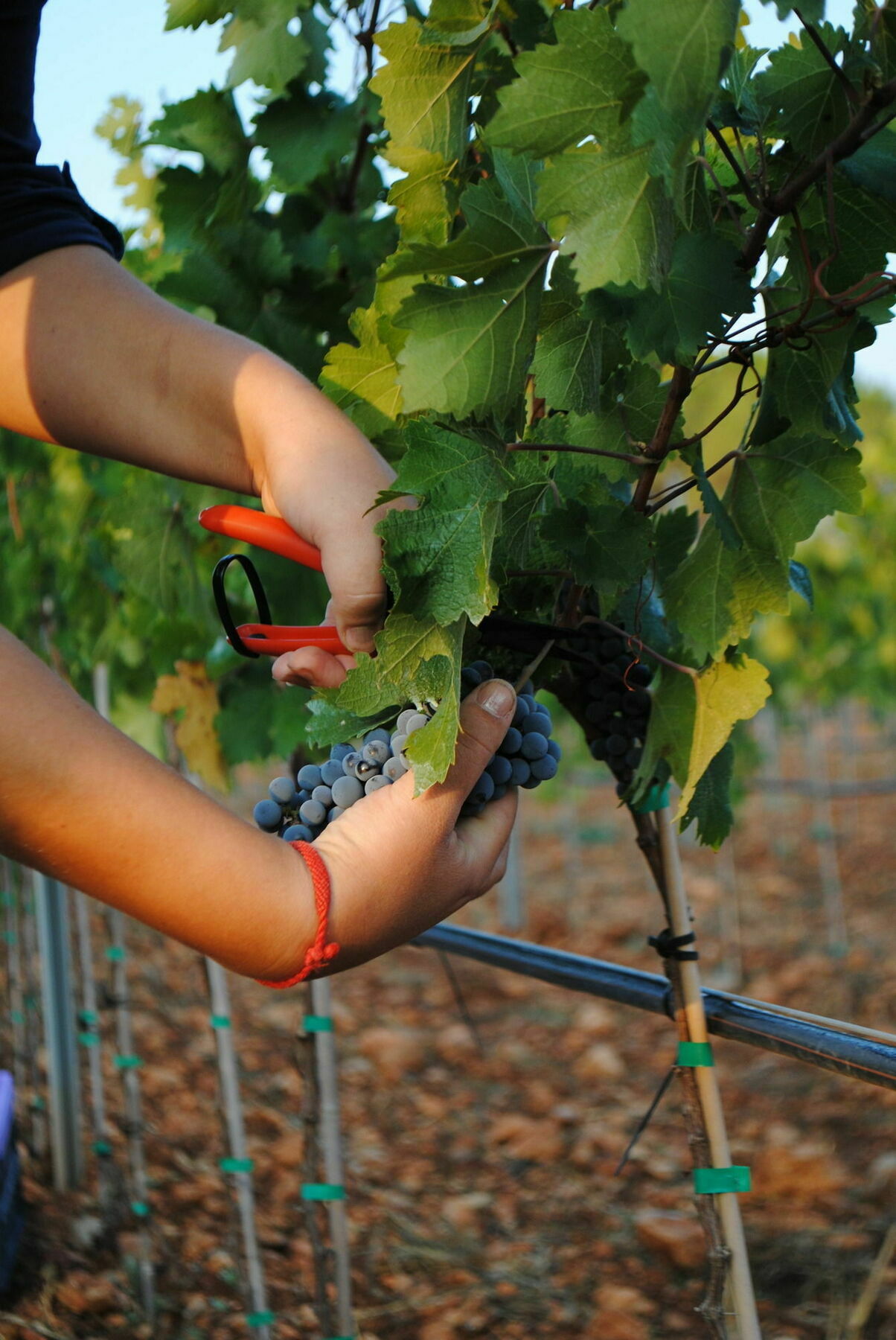 Weingut & Landhotel Can Davero Binissalem Buitenkant foto