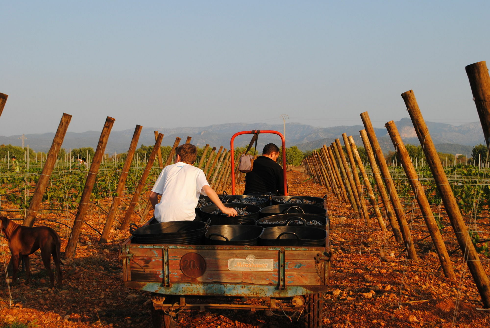 Weingut & Landhotel Can Davero Binissalem Buitenkant foto